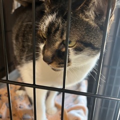 5月16日まで。新しい家族を探しています。 - 猫