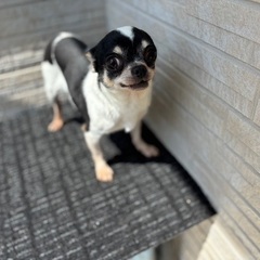 ❤️約5歳のチワワ里親募集