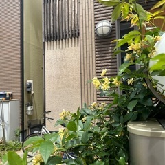 モッコウバラ　