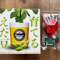 【2種セット】育てる枝豆　ペットボトルで育てられるプチトマト　えだまめ　トマト　家庭栽培　野菜　自由研究　の画像