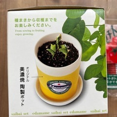 【2種セット】育てる枝豆　ペットボトルで育てられるプチトマト　えだまめ　トマト　家庭栽培　野菜　自由研究　の画像