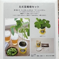 【2種セット】育てる枝豆　ペットボトルで育てられるプチトマト　えだまめ　トマト　家庭栽培　野菜　自由研究　の画像