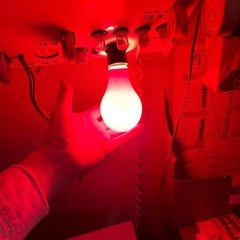 色付きの電球　赤青橙緑　アンティークなの画像