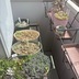 ランキングキーワードに紐づく投稿画像-多肉植物