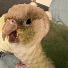 （迷子）ホオミドリウロコインコ 