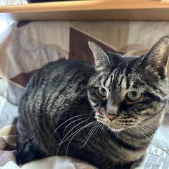 🐱マイペースな心優しい男の子🐱