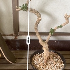 [観葉植物]ブーゲンビリア
