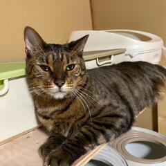里親募集🐱オス推定5～7歳(ベンガル)