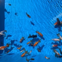 金魚、らんちゅう、オランダ、蝶尾などなどの画像