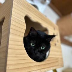 🐱黄昏好き女子🐱