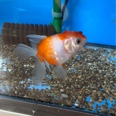 オランダ獅子頭熱帯魚爬虫類水槽