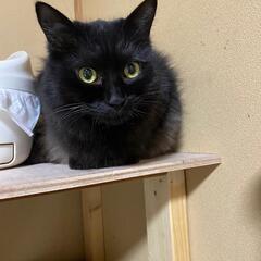 🐱まん丸おめめがキュートな女の子🐱