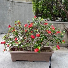 トゲなし花キリン　2025/5/1
の画像