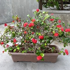 トゲなし花キリン　2025/5/1
の画像