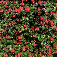 トゲなし花キリン　2025/5/1
の画像