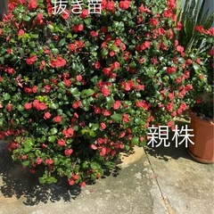 トゲなし花キリン　2025/5/1
の画像