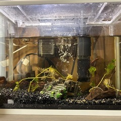 水槽　熱帯魚　えび　