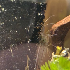 受け渡し者決定の画像