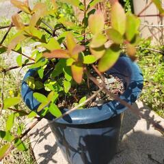 キンシバイ