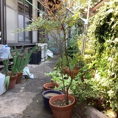 鉢植えの南天です。