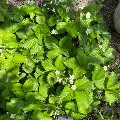 イチゴ苗
の画像