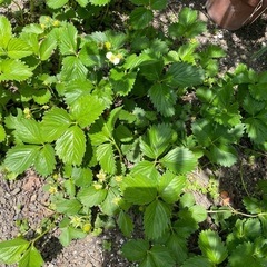 イチゴ苗
の画像