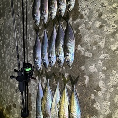 釣り友達が欲しいです。