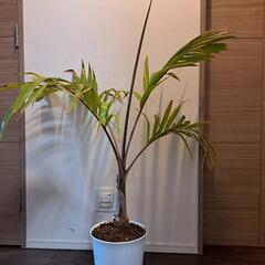 🌴トックリヤシ🌴の画像
