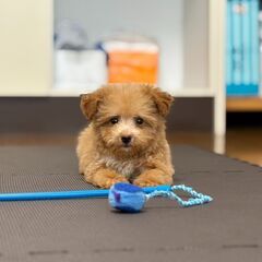 【総額15万円】控えめな性格の女の子