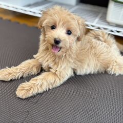 【総額15万円】尻尾ふりふり甘えん坊さん！！妹