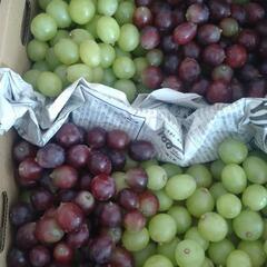 お値下げ中　6500円相当分 皮ごと食べられるブドウ🍇ぶどう 種...
