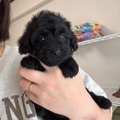 【総額15万円】色素しっかり！綺麗な真っ黒短足ちゃん