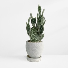 観葉植物 バニーカクタス