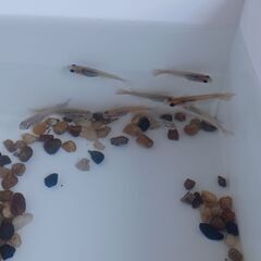 ミックス　　メダカ　　　　１０匹