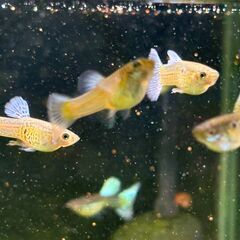 国産グピー ブルーレース 雄雌判明不明 30匹まで