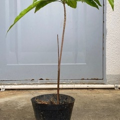 カニステル苗の画像