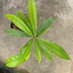 カニステル苗の画像