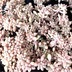 ランキングキーワードに紐づく投稿画像-多肉植物
