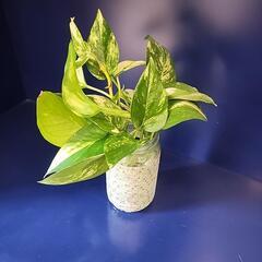 観葉植物ポトス
