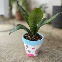 サンスベリア　リメイク鉢込　　