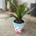 ランキングキーワードに紐づく投稿画像-観葉植物
