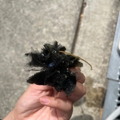 メダカ　卵の画像