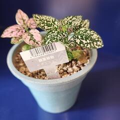 観葉植物ヒポエステス