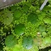 ランキングキーワードに紐づく投稿画像-メダカ