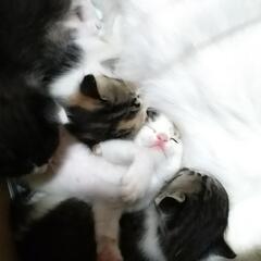 里谷さん募集　大阪万博の日に生まれました🎵　画像変更しました大き...