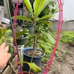 びわ（果物）の苗
