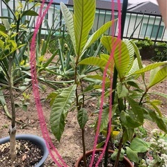 びわ（果物）の苗の画像