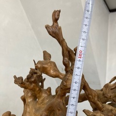木　根っこ　オブジェの画像
