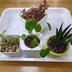 ランキングキーワードに紐づく投稿画像-観葉植物