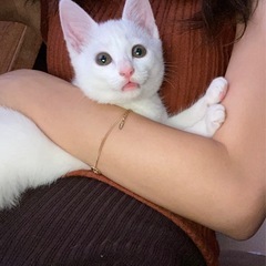 しろねこ　モフモフみぃちゃん